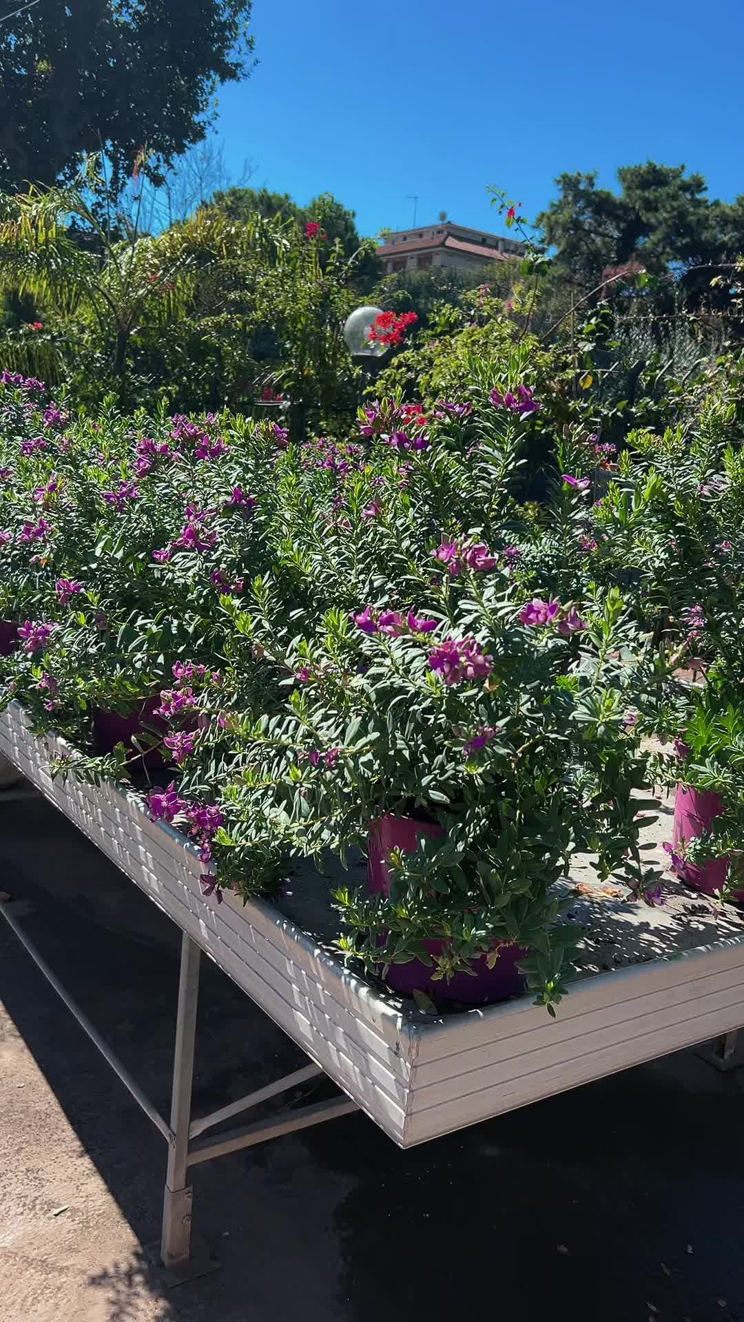 @vivaioanticogarden