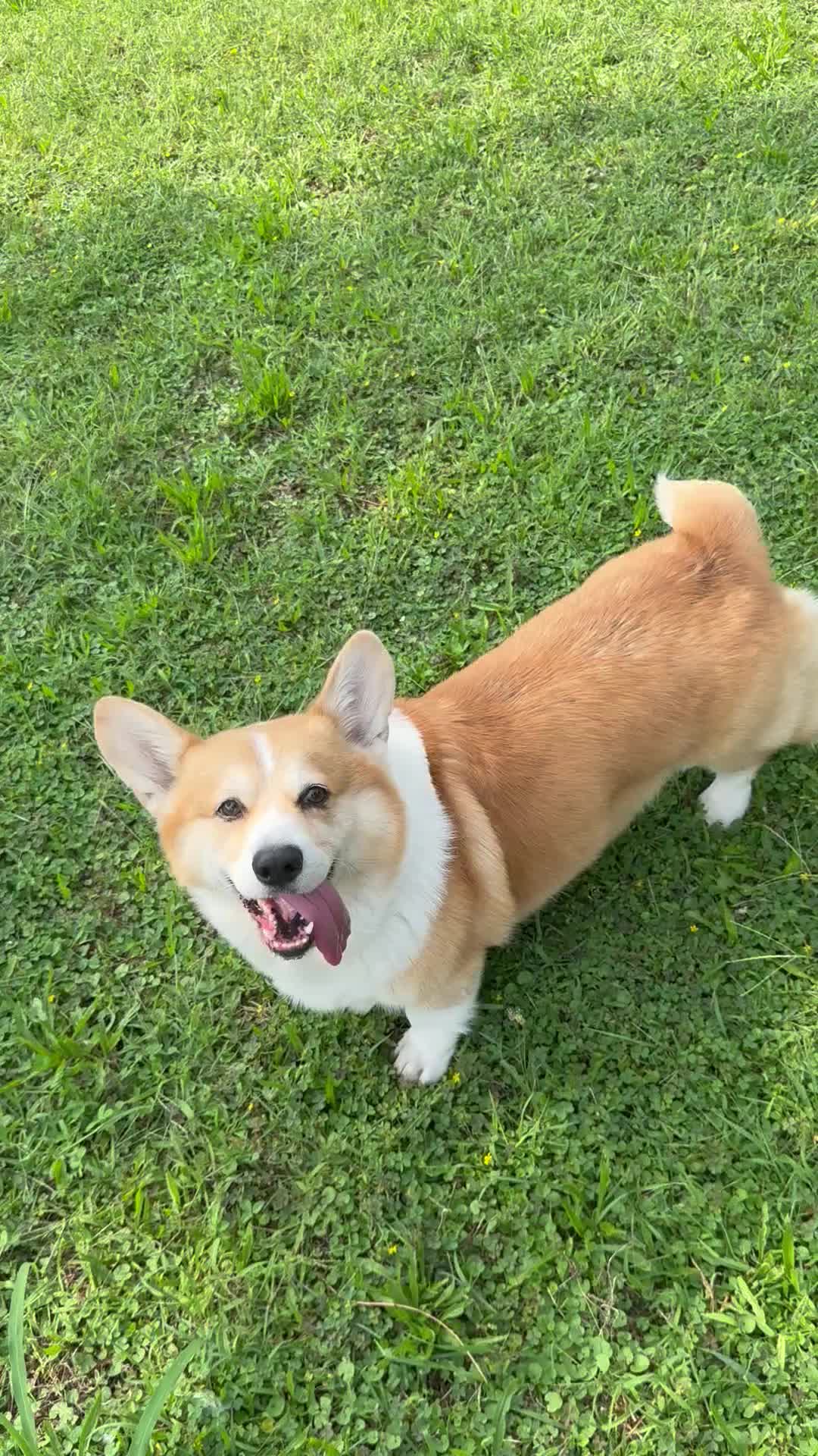 @Cheddar the Corgi