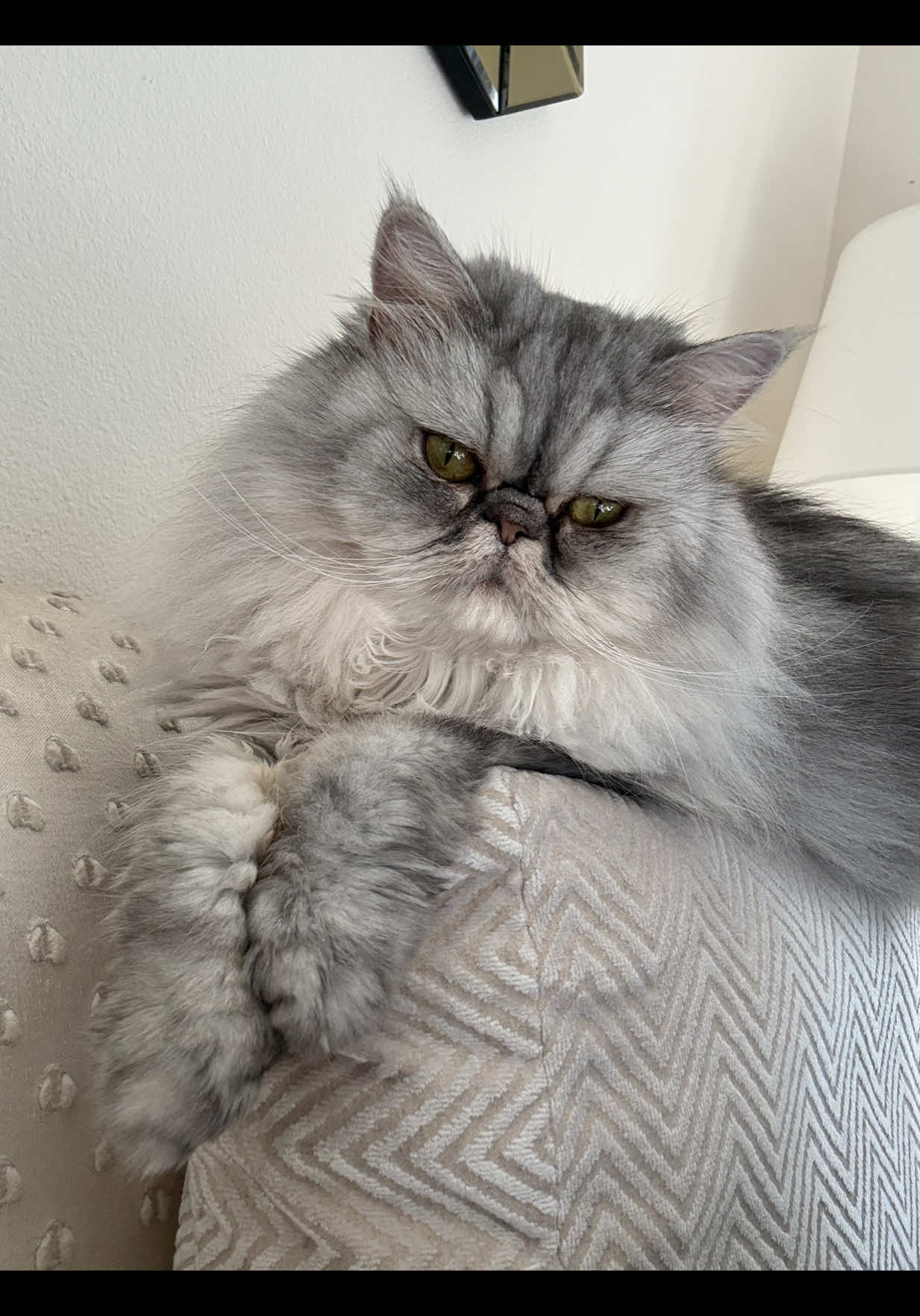 @SinCity_cats