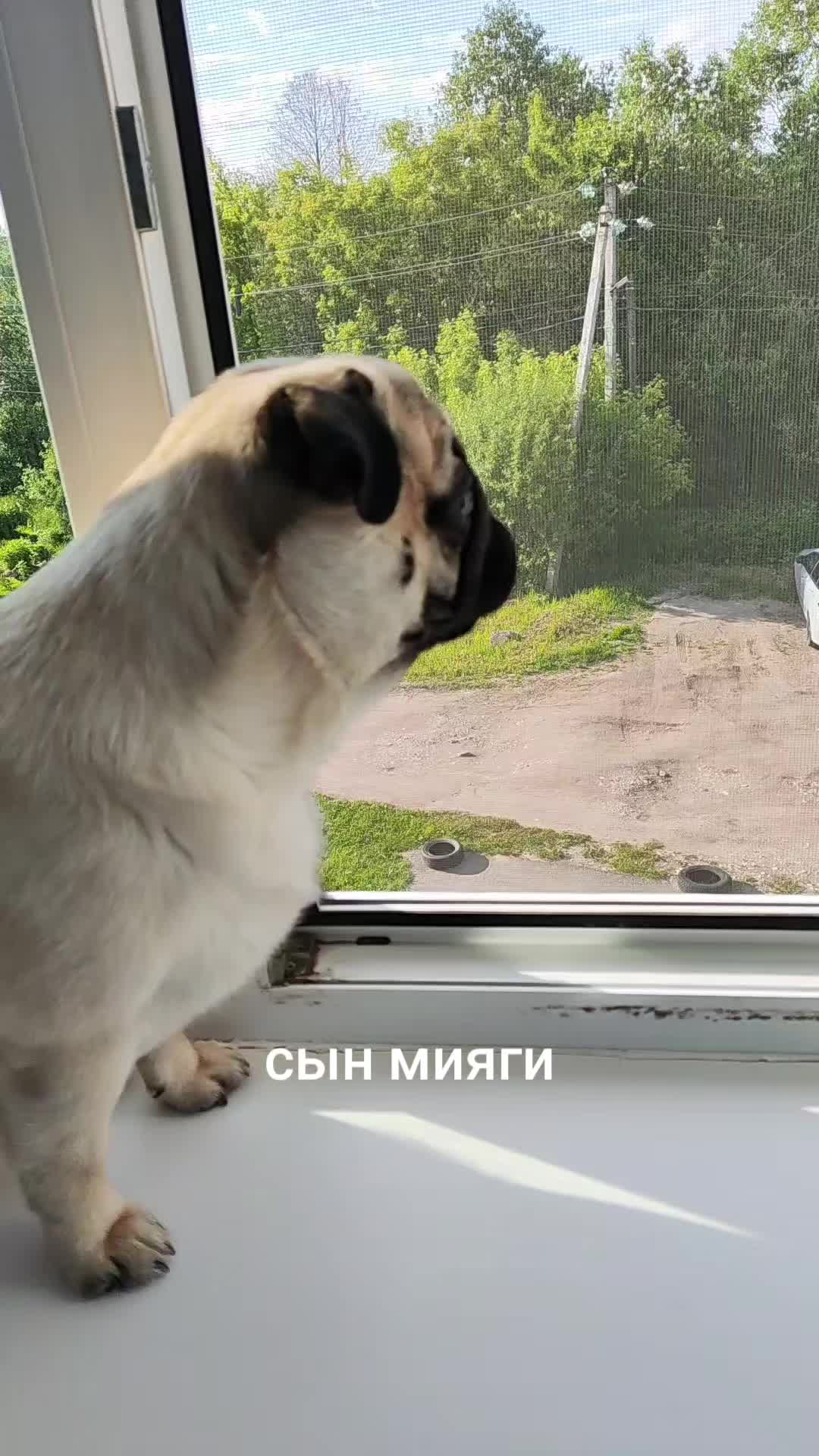 @ЧИПУНЕТСКИЙ👑