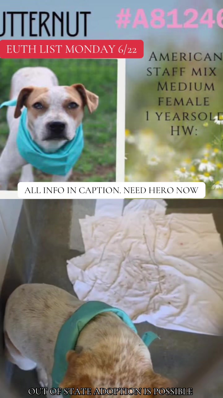@@rescuedogs911