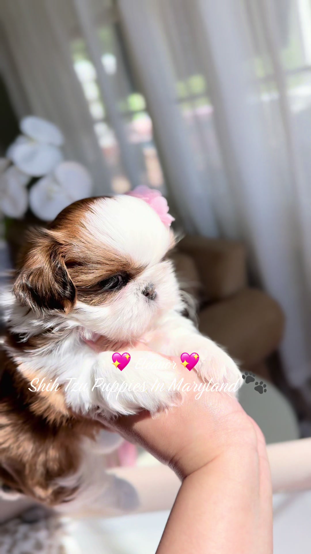 @Shih Tzu Puppies in Maryland