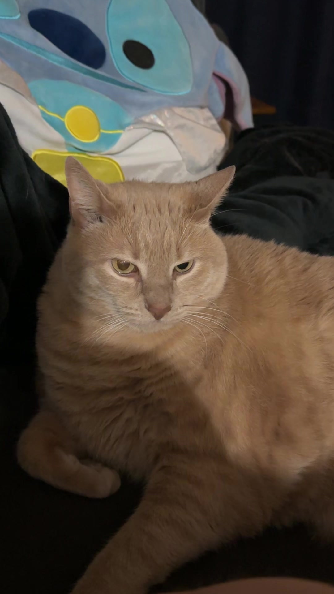 @Catmomming