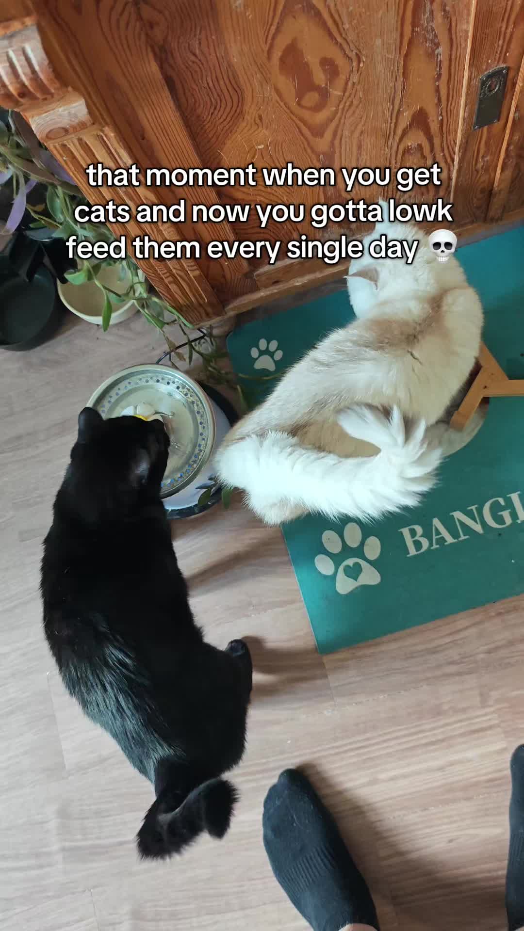 @jangimiau