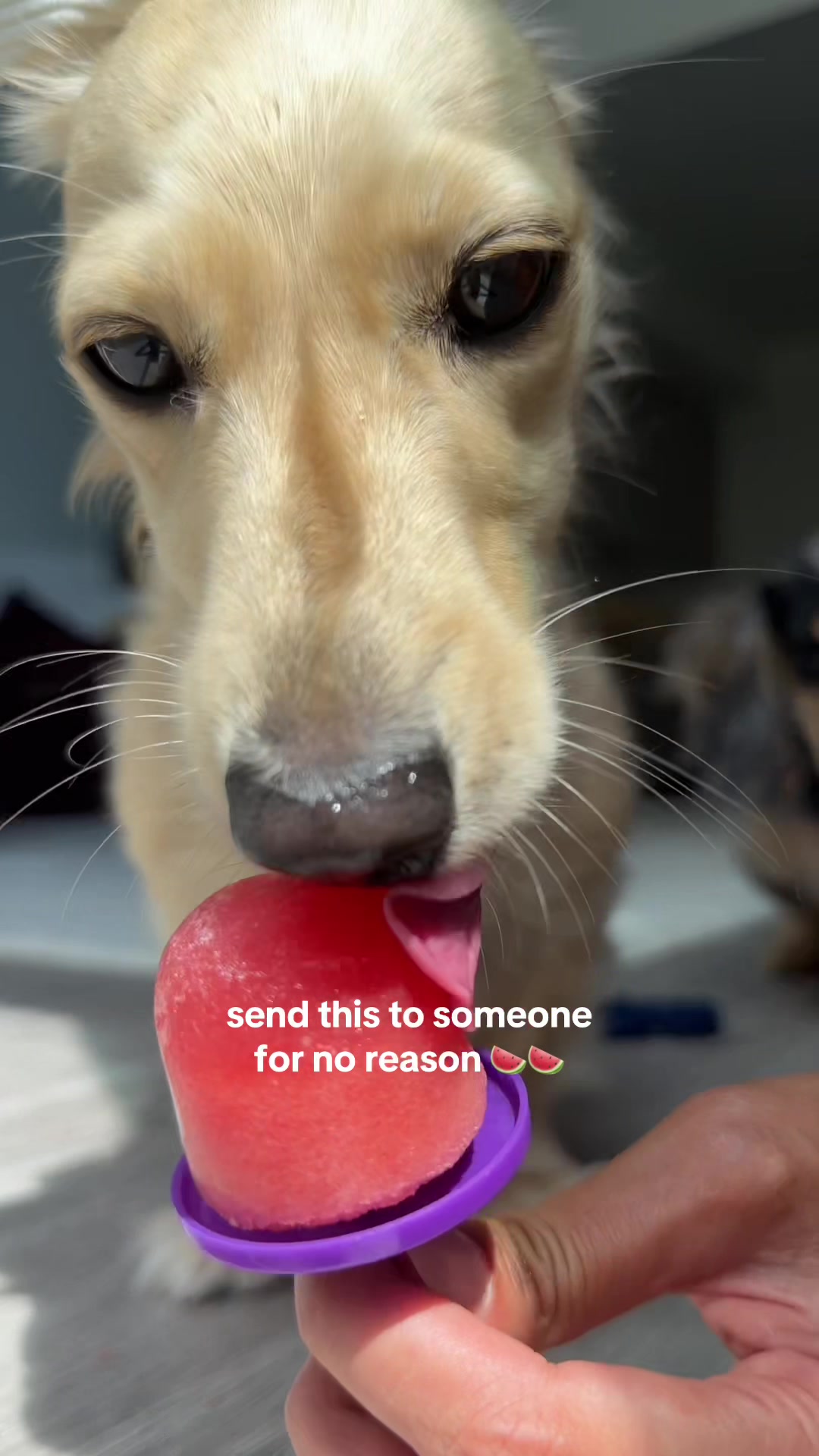 @Lila & Lily The Doxxies