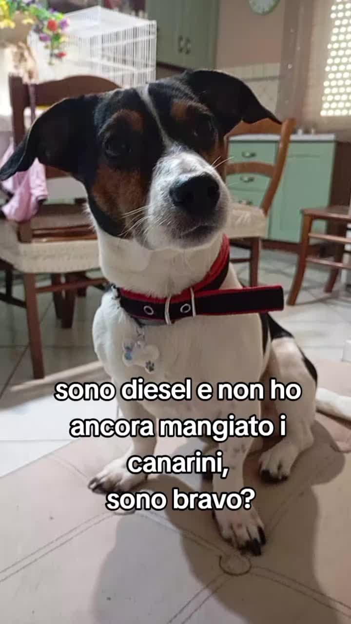 @dylan e diesel