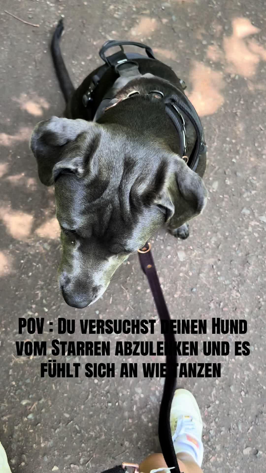 @Cane Corso Ayra 🐾