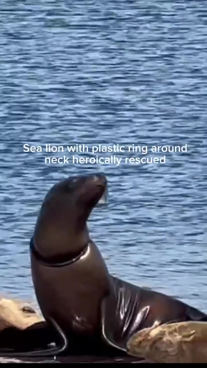 @Marine Mammal Care