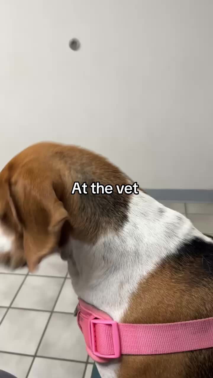 @Adventures of sky the beagle