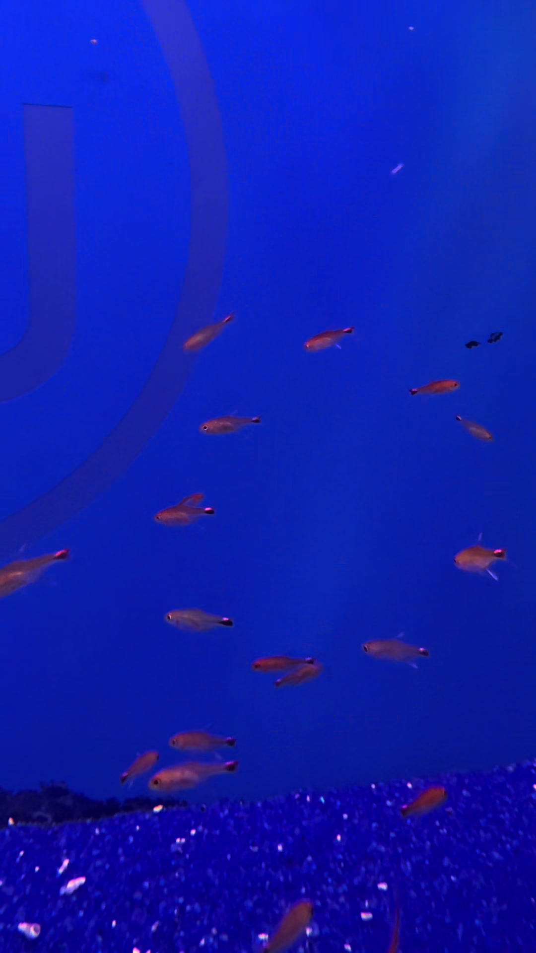 @epicfishnetwork