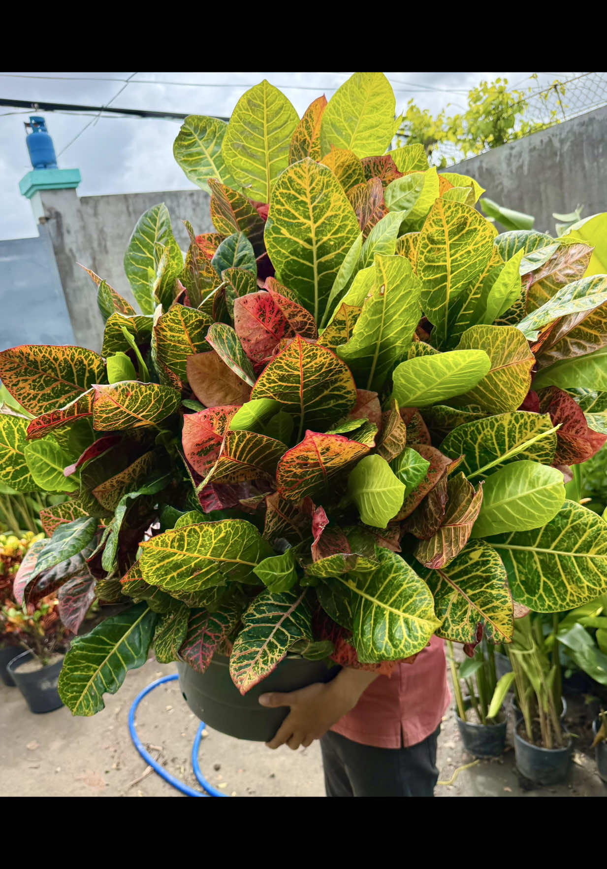 @Tiệm Lá Nhỏ
