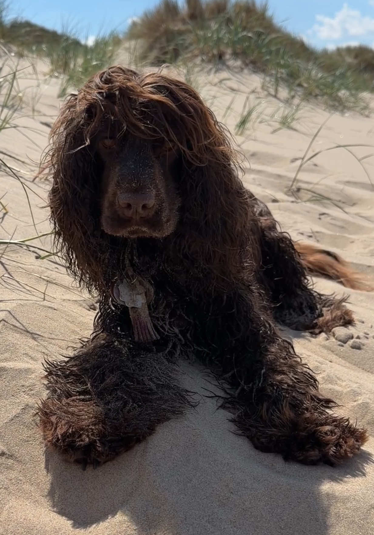 @Yoshi_der_Schokococker