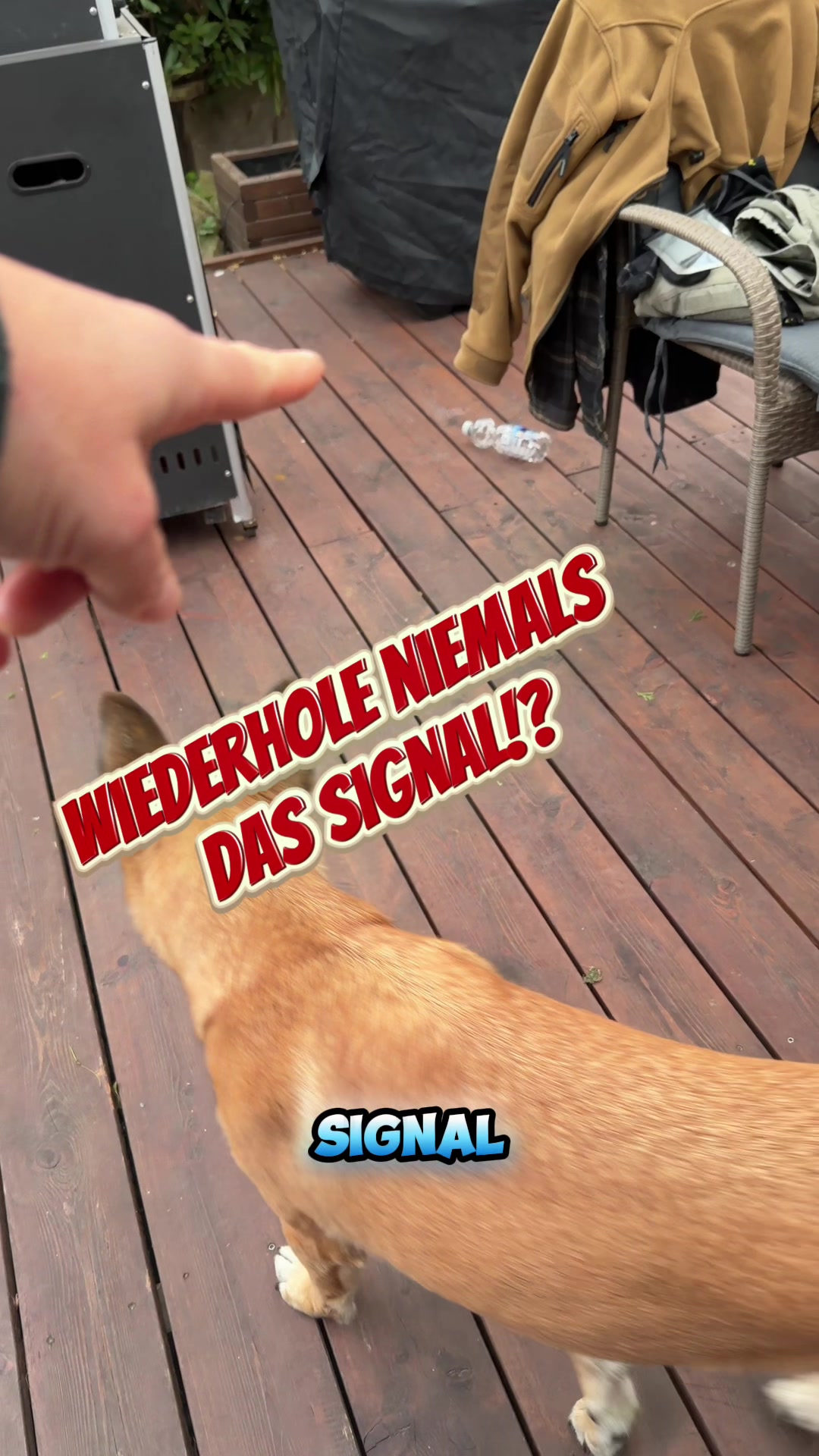 @INSAbenteuerHund