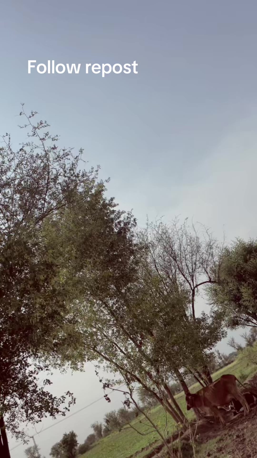 @احمد نیازی