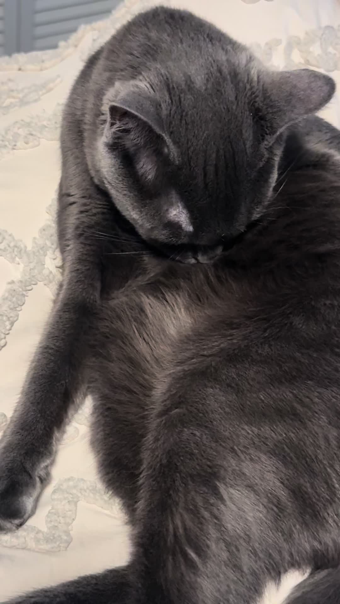 @KrazyKatz