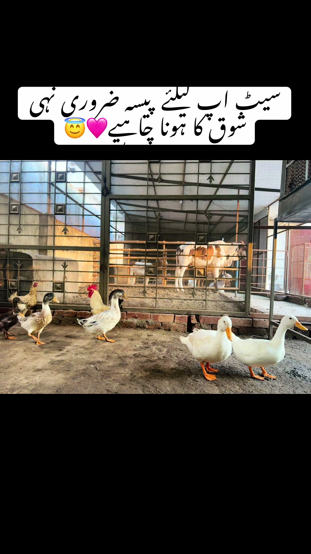 @emranbaloch6500