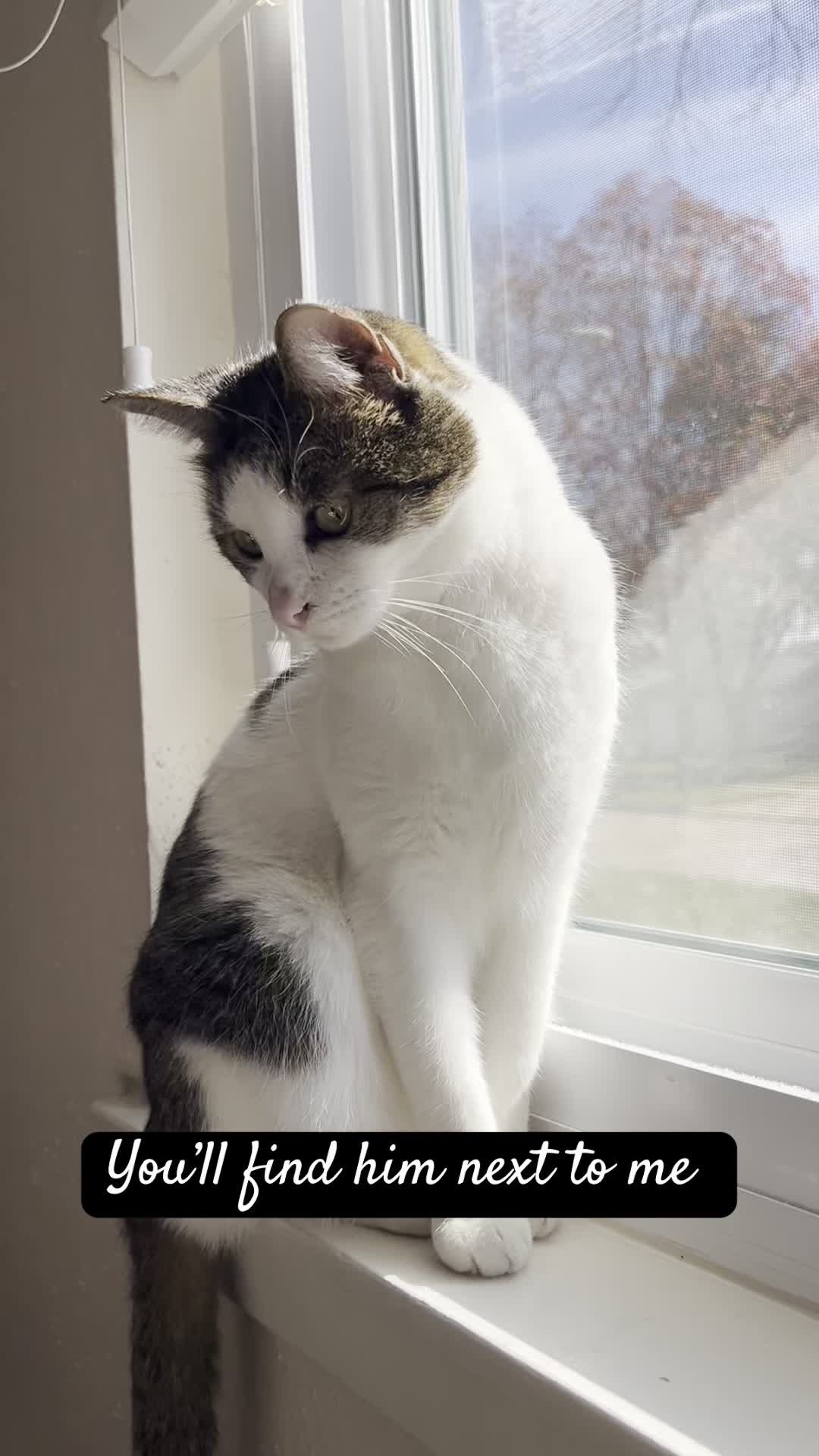 @Five.Meows