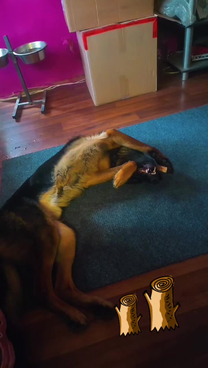 @Schäferhundliebe 💗