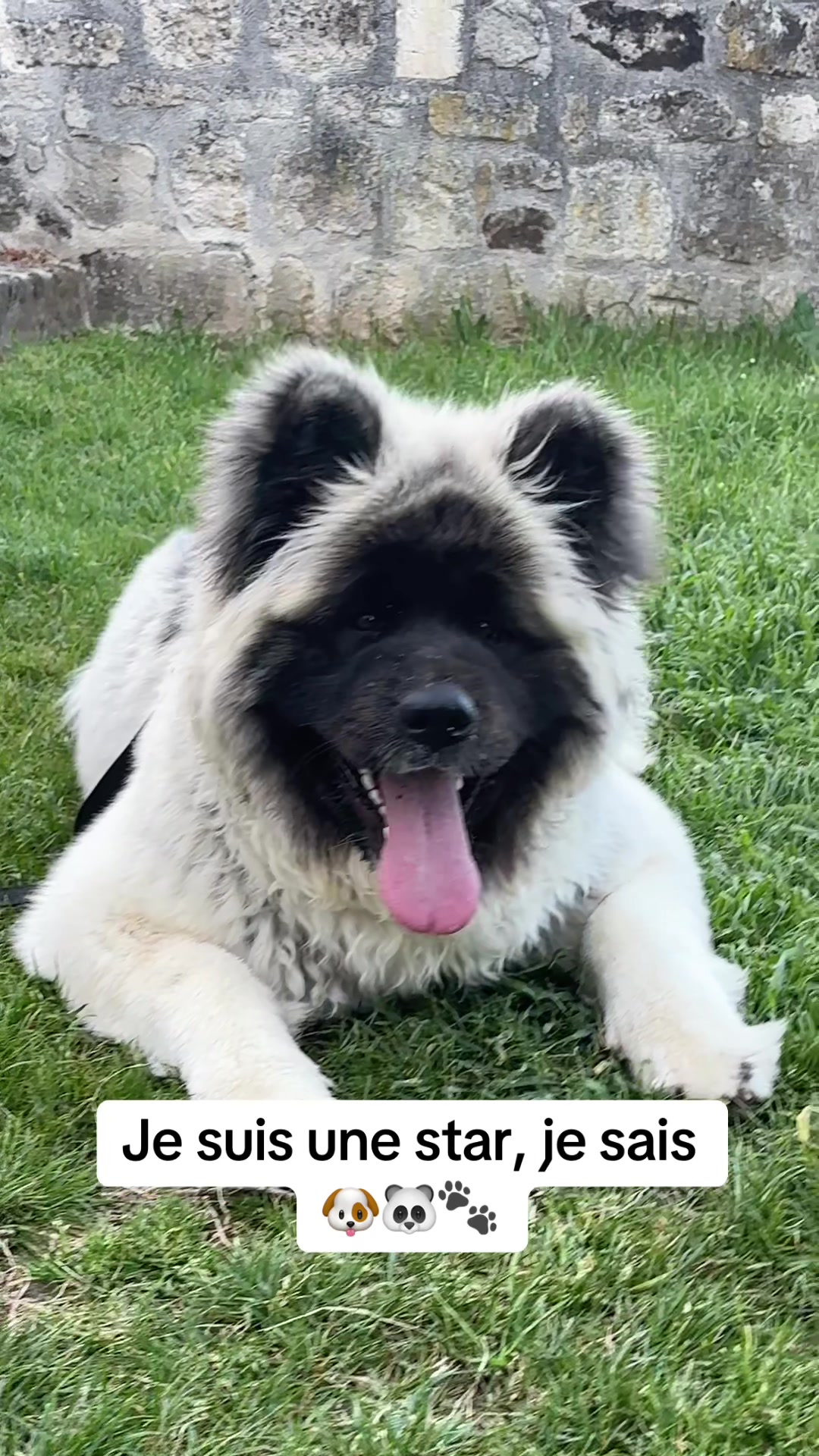 @Moon 🐶🐼🐾
