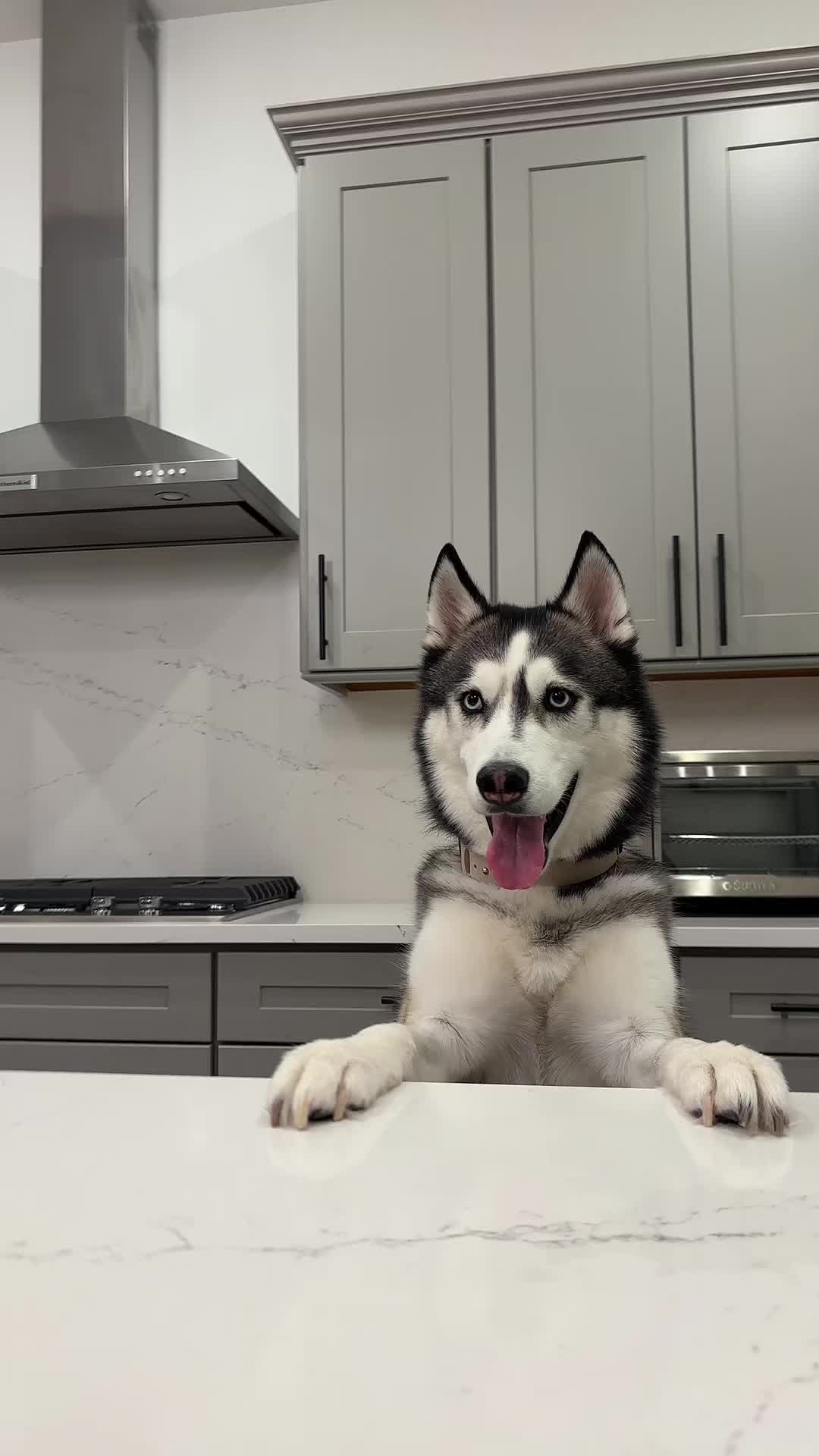 @lifewith2huskies