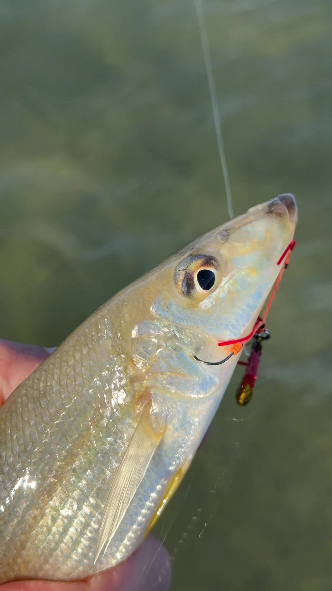 @KookFishing