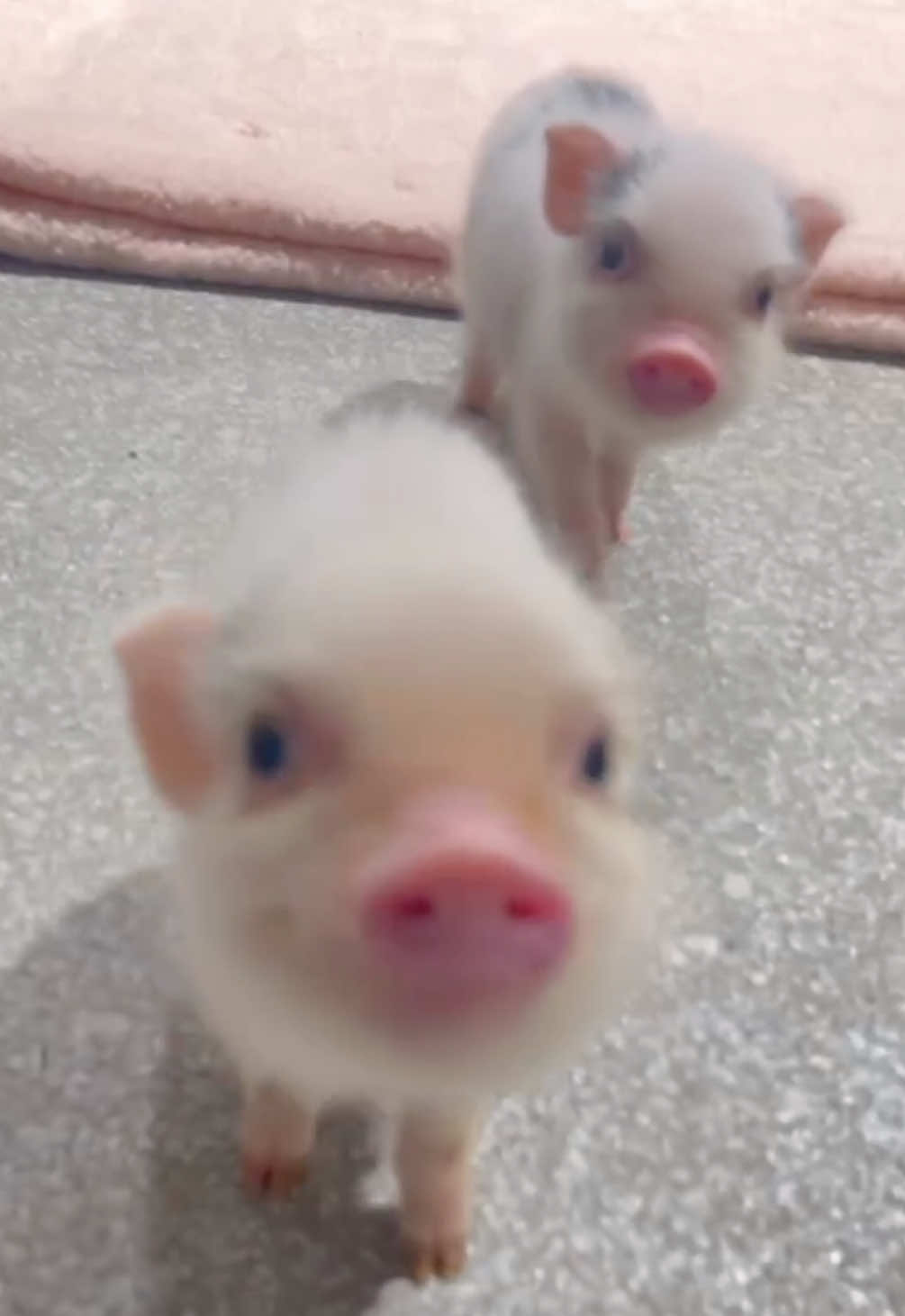 @pignic