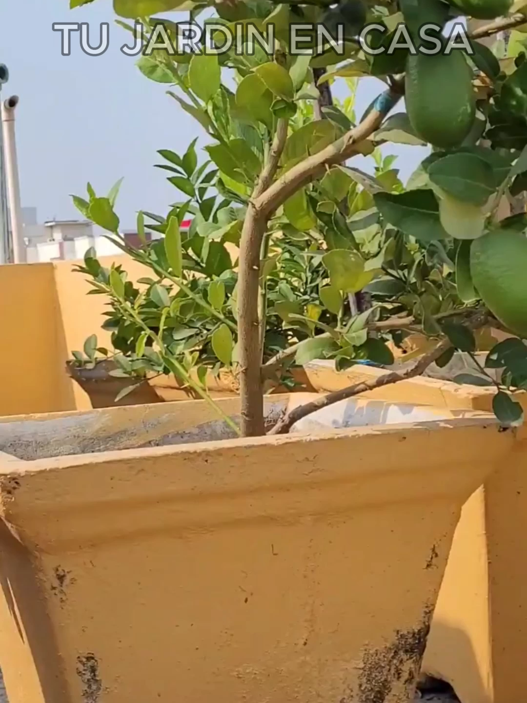@Tu jard&iacute;n en casa