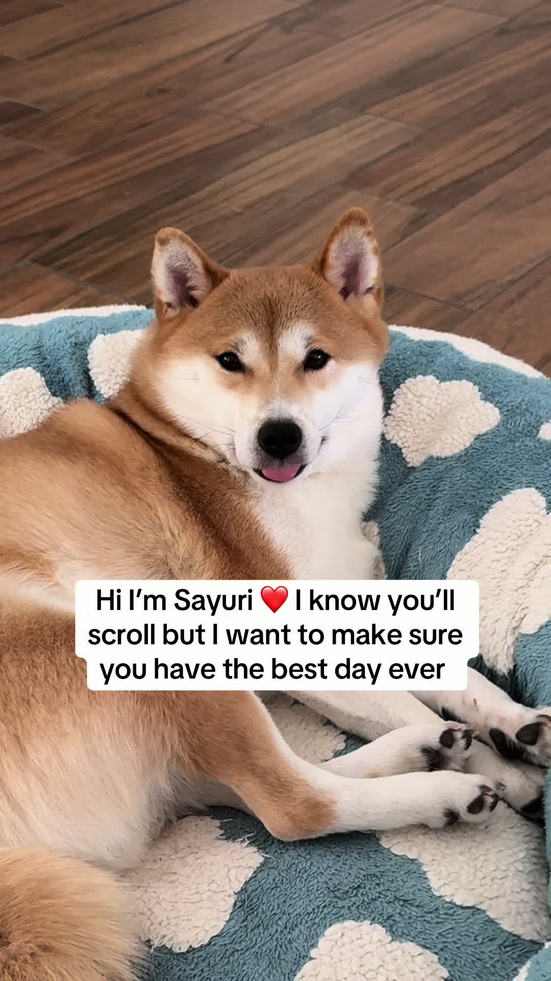 @Flock of Shibas 🐕🐕🐕