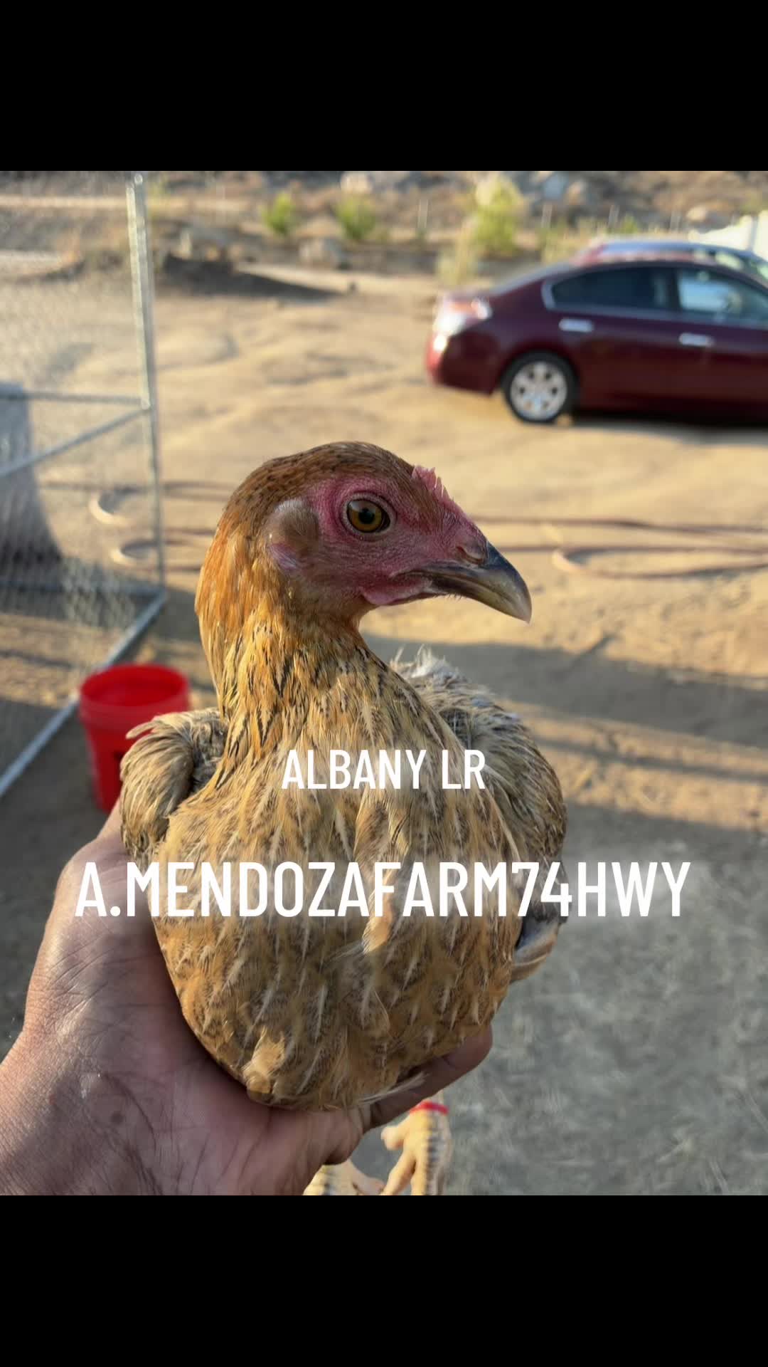 @A.MENDOZA.FARM.USA 74HWY