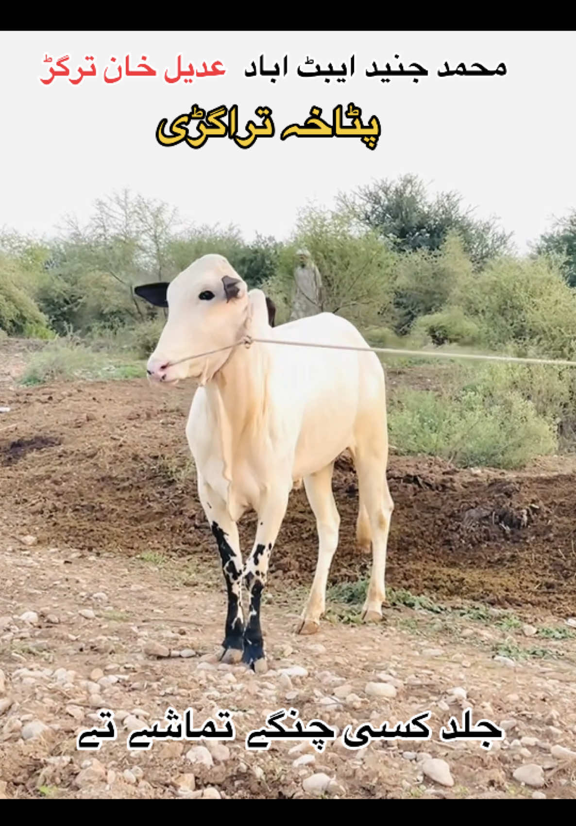 @محمد جنید (ایبٹ آباد)