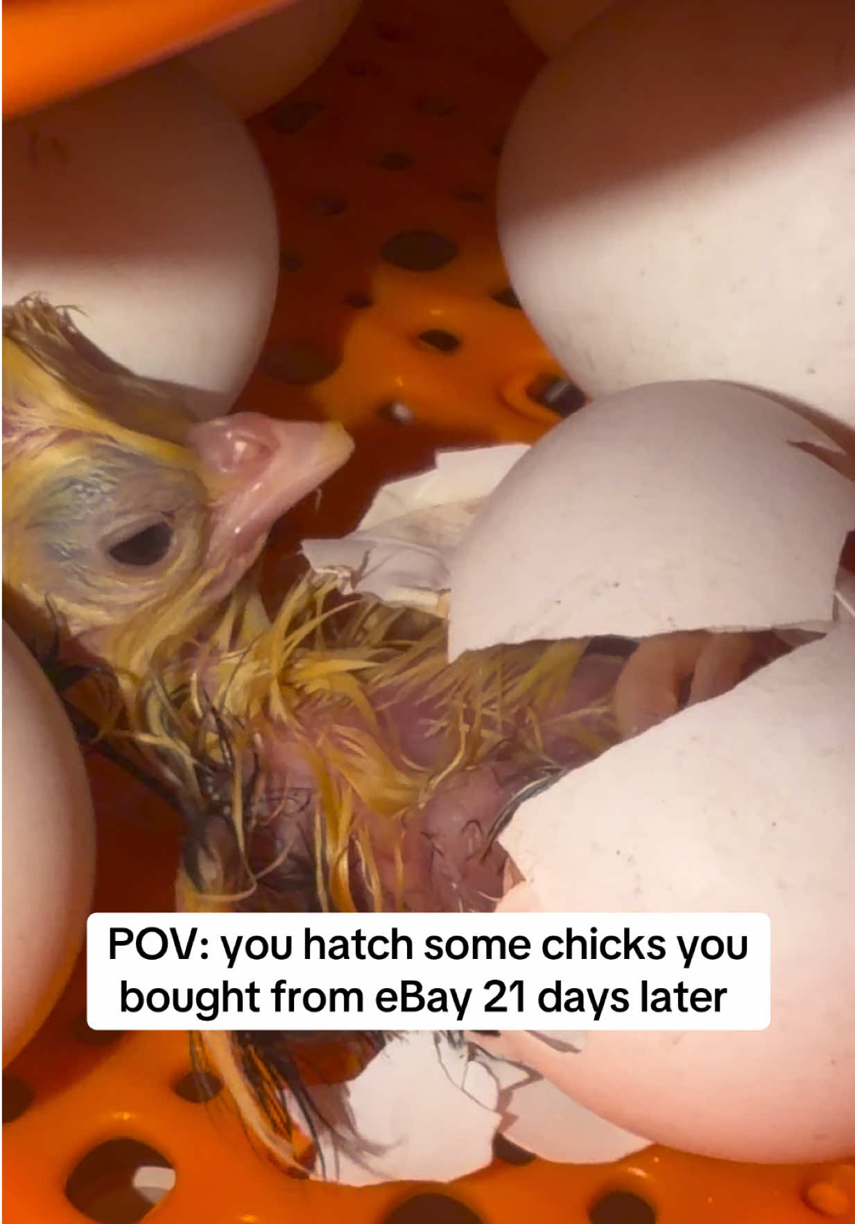 @dadspov_