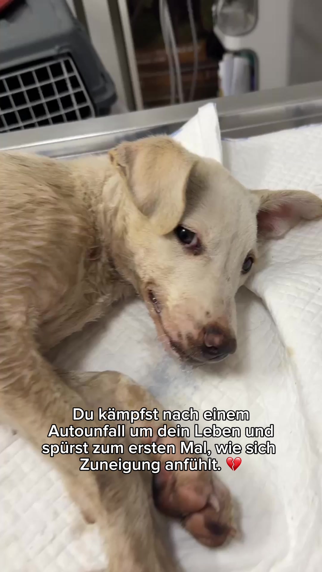 @SpecialDogs e.V.