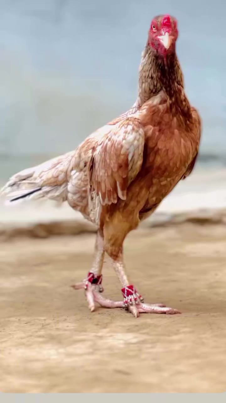 @꧁༒☬ঔৣ 𝓐𝓼𝓮𝓮𝓵ঔৣ☬༒꧂