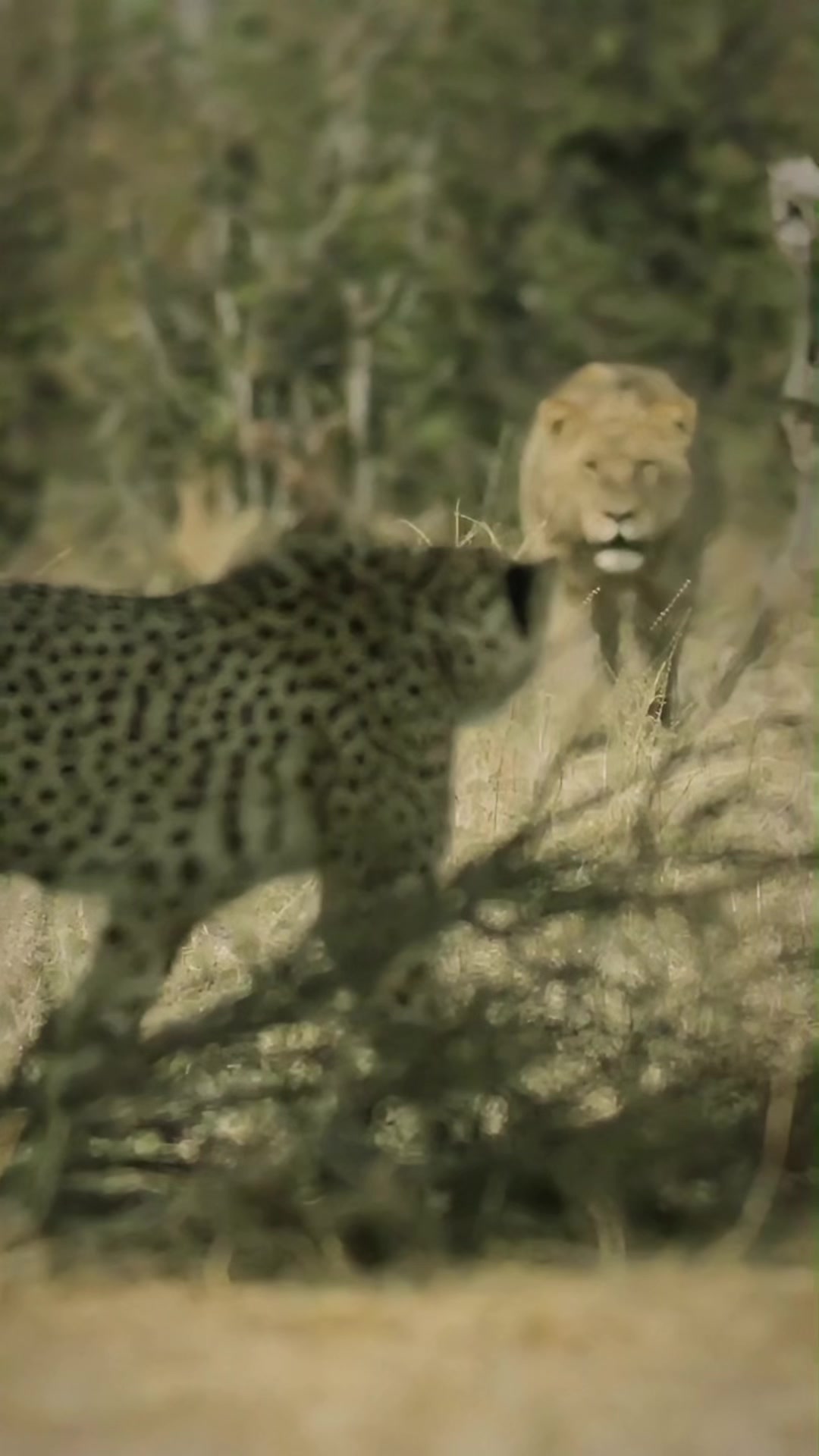 @lion_world5