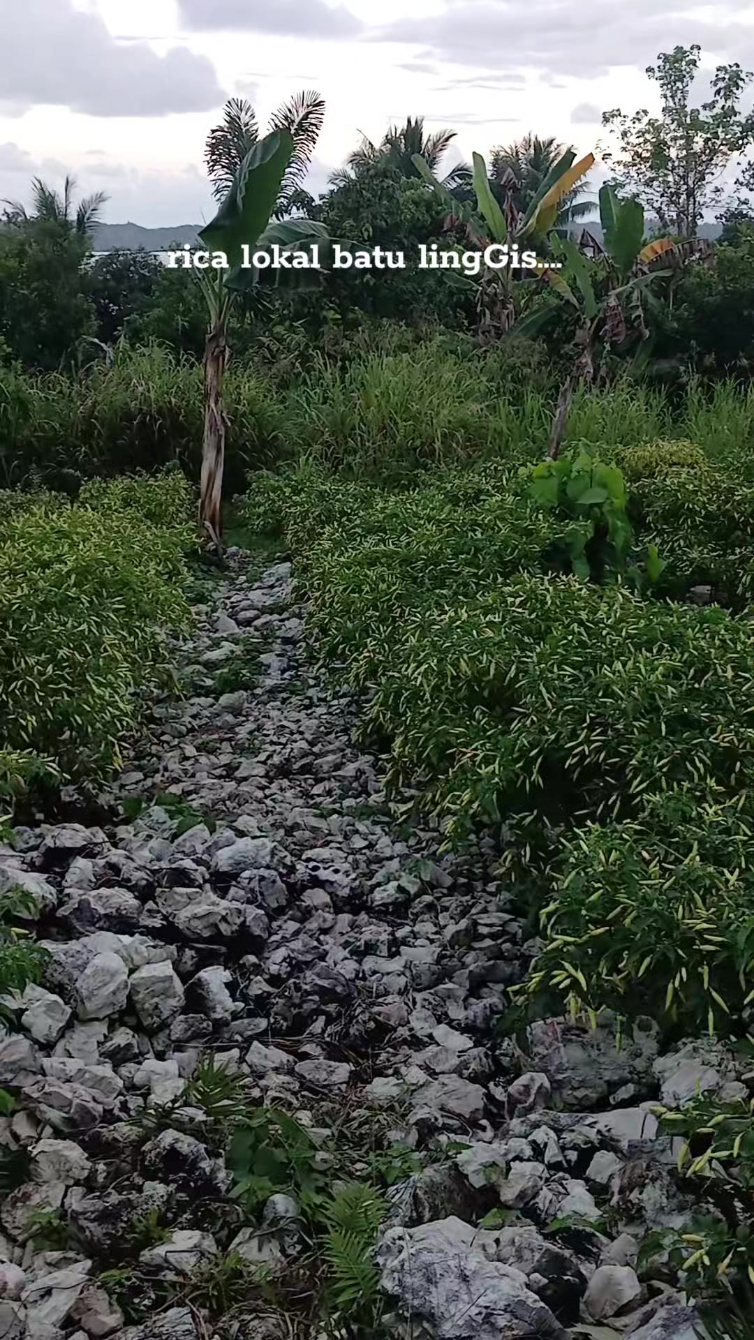 @Rica pala.333