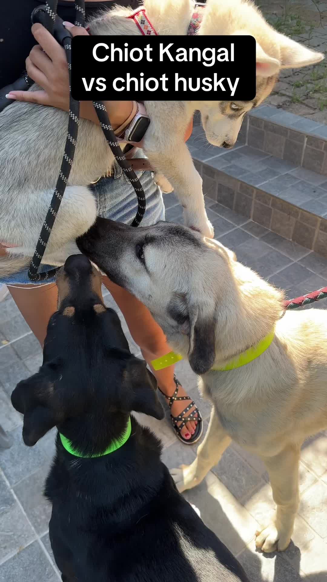 @Purekangal