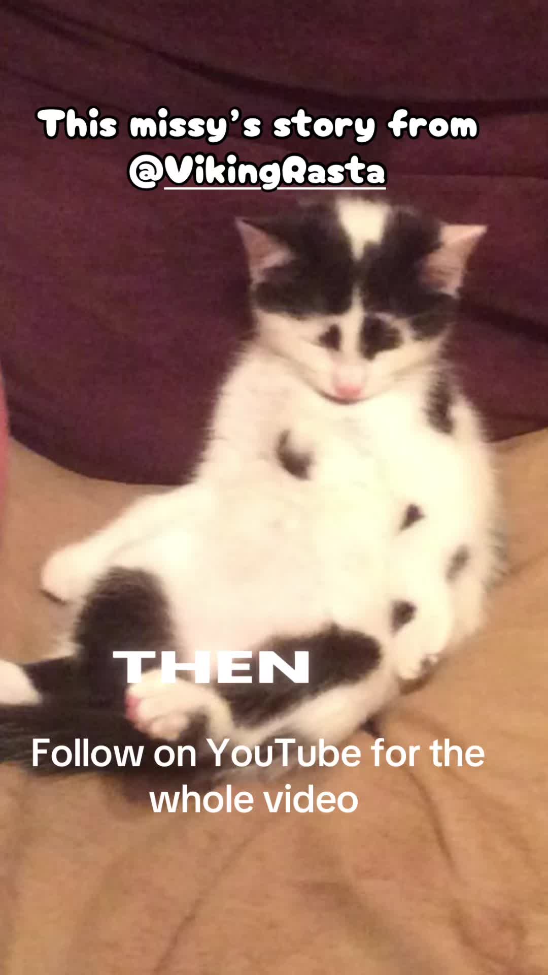 @crazycatladyxfour