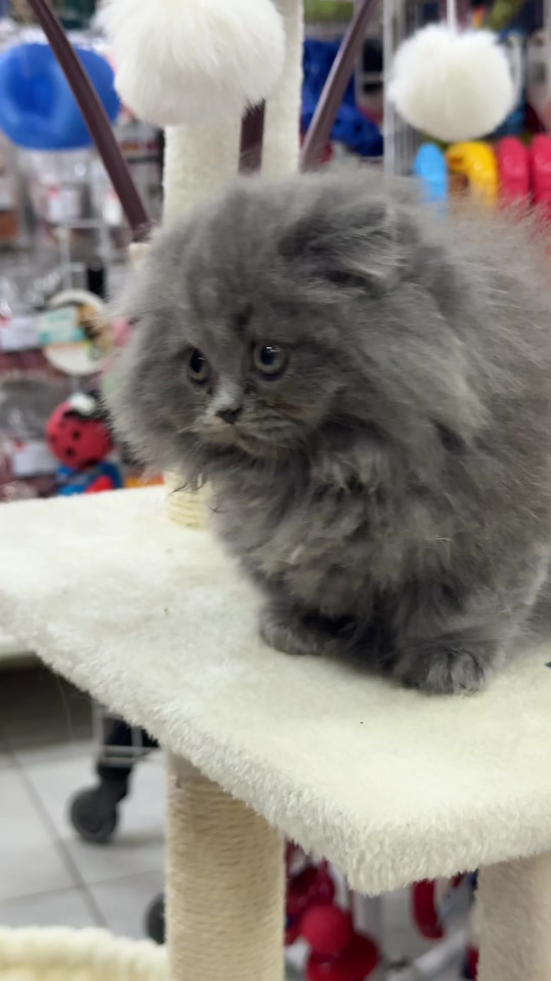 @Vipet Animal Center