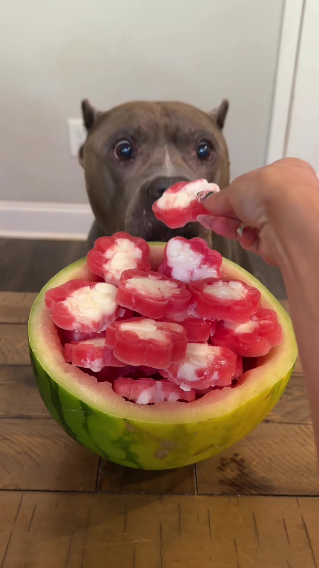 @My Dog&rsquo;s Dope
