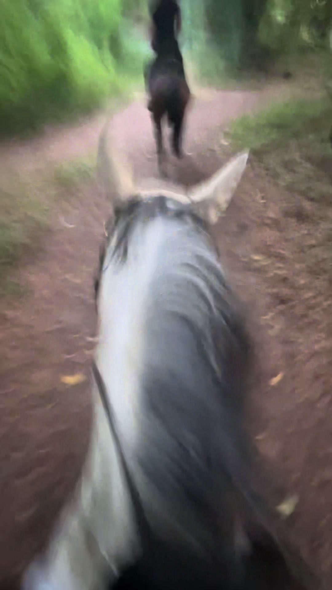 @Romy🐕🐎