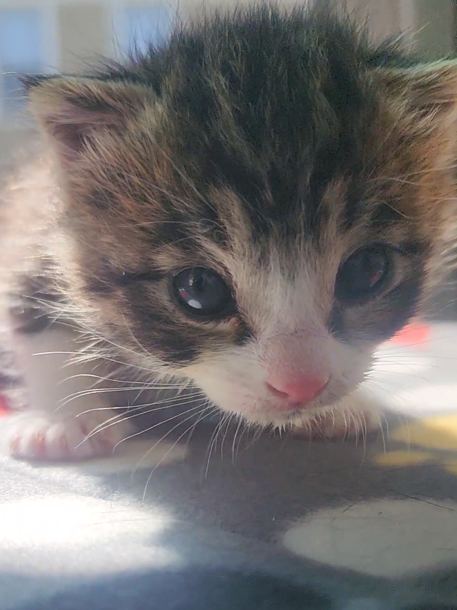 @Protectors of Animals CT