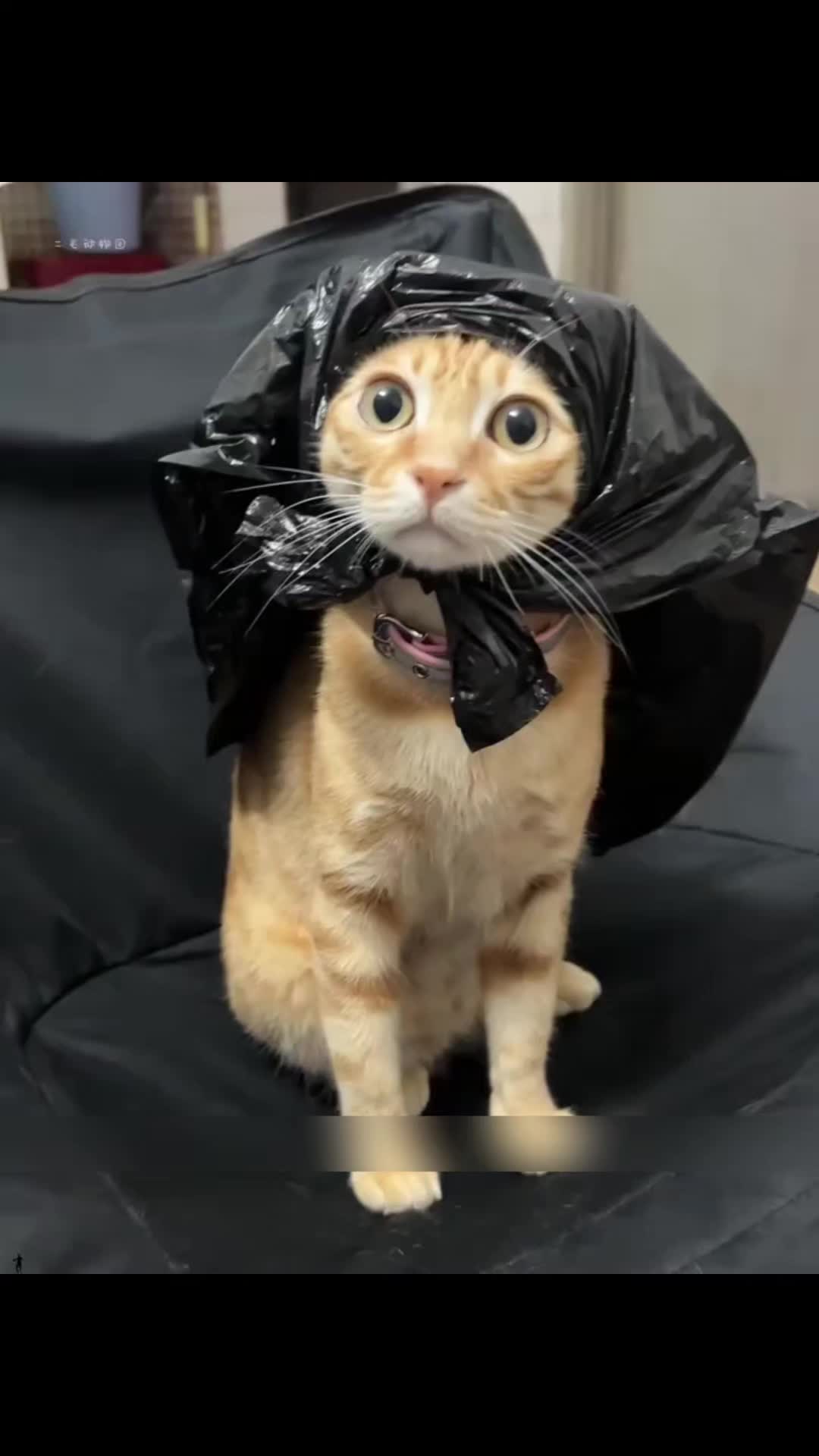 @Zatsugaku Animal