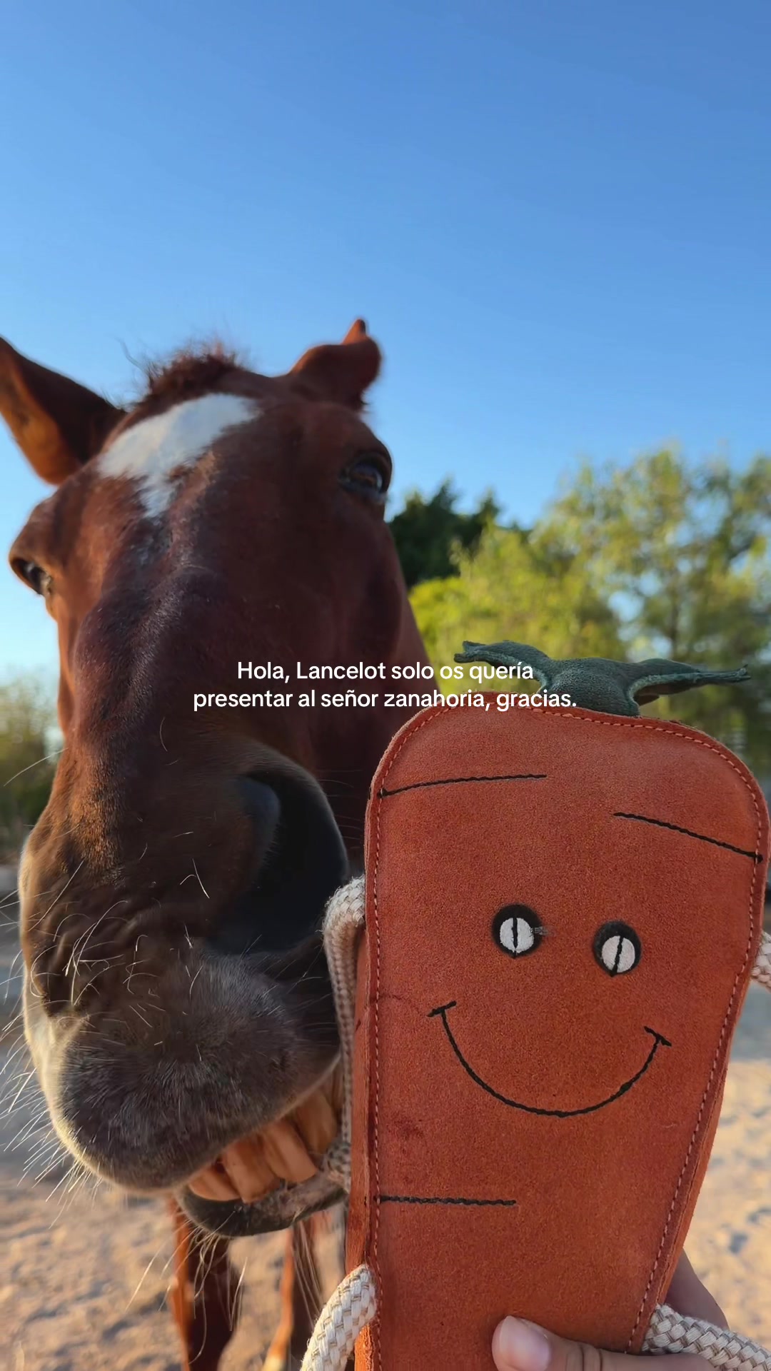 @MyHorse