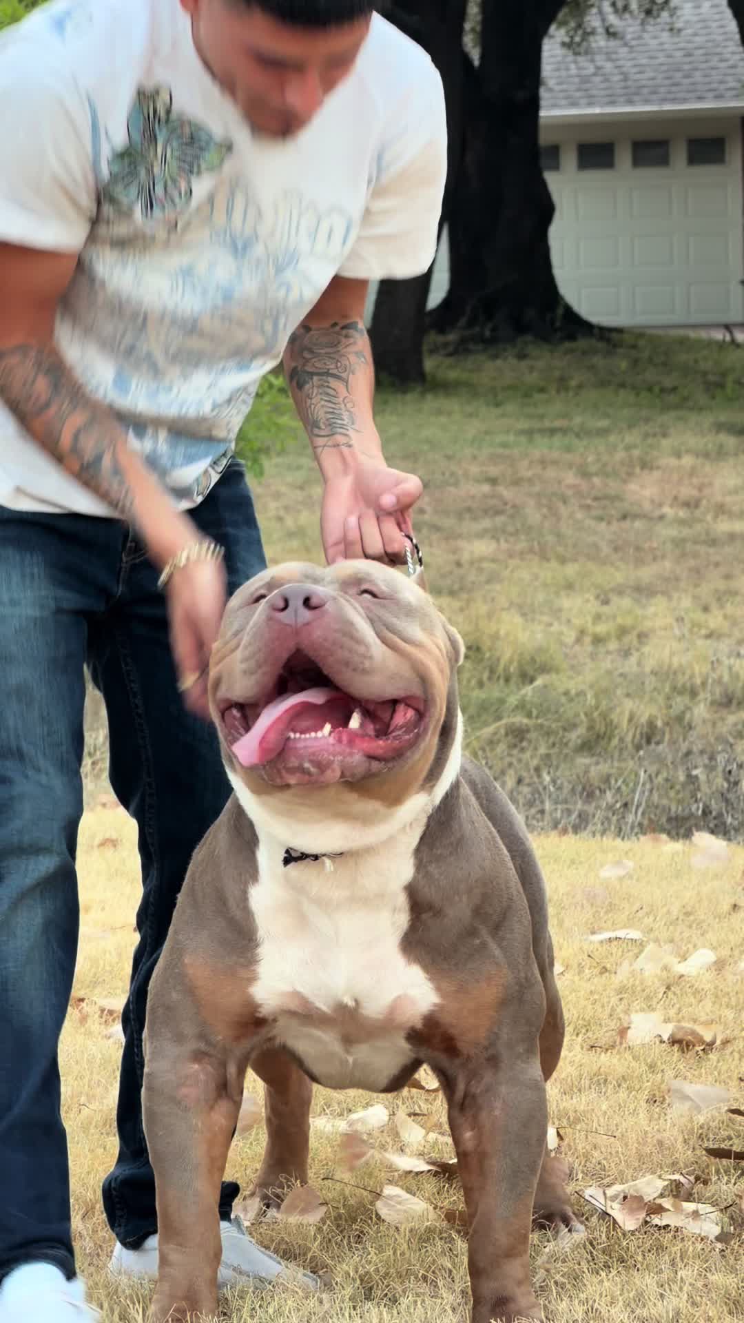 @Dtx_dogkennels