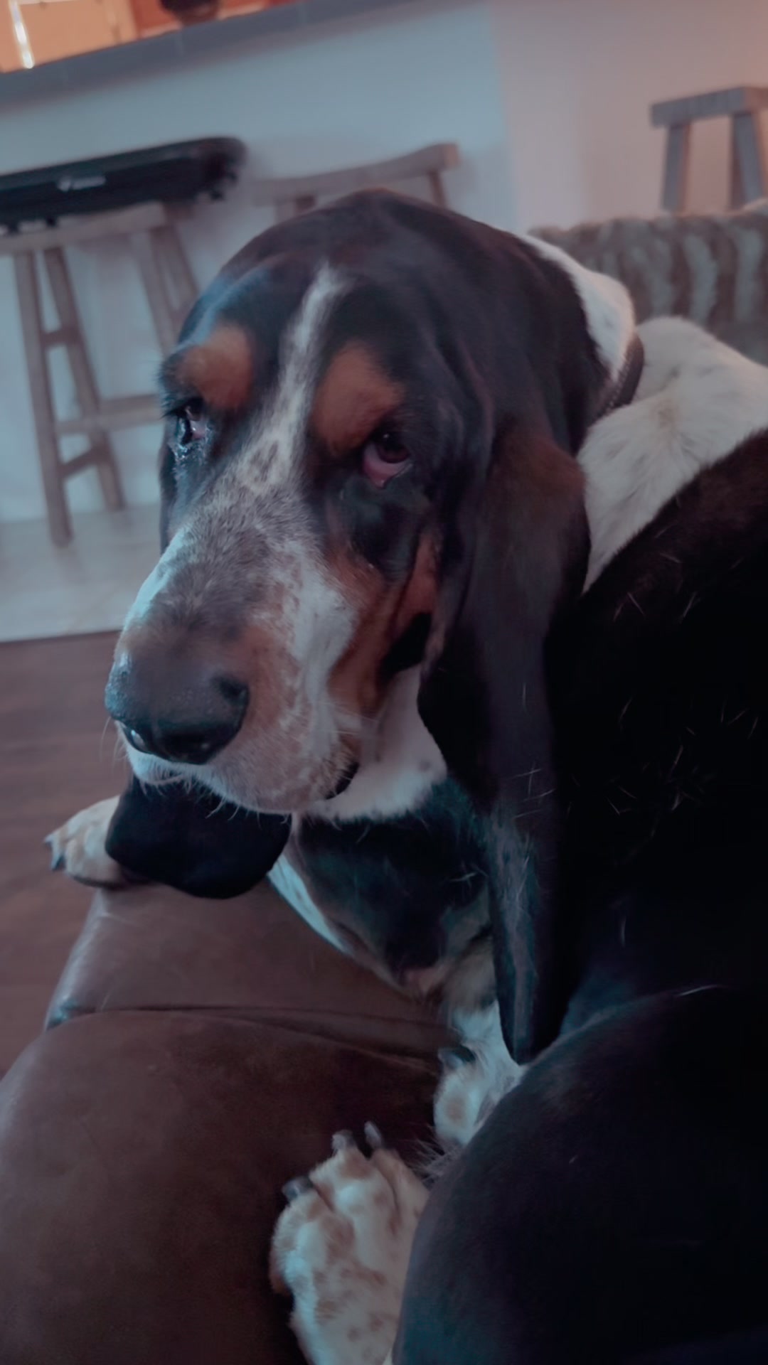 @Hudson & Rudy 🐾 Basset bros