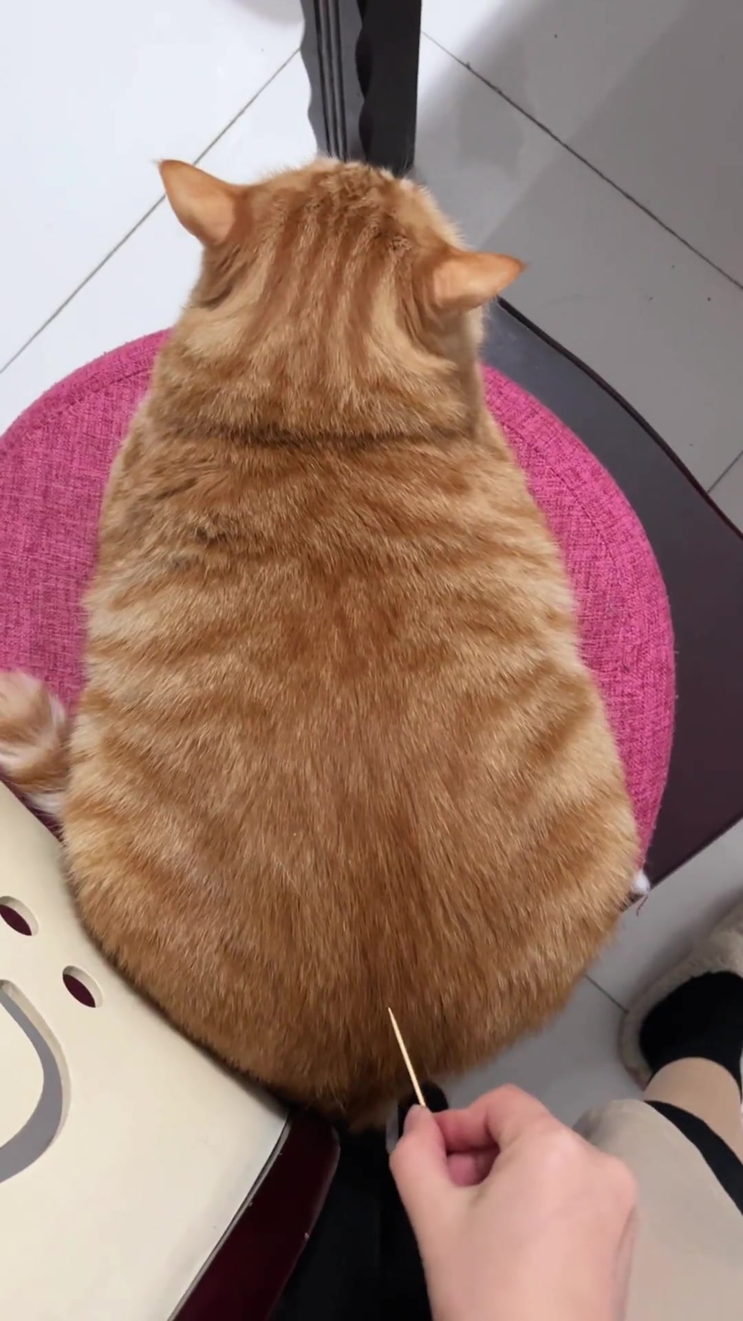 @FurFunDaily