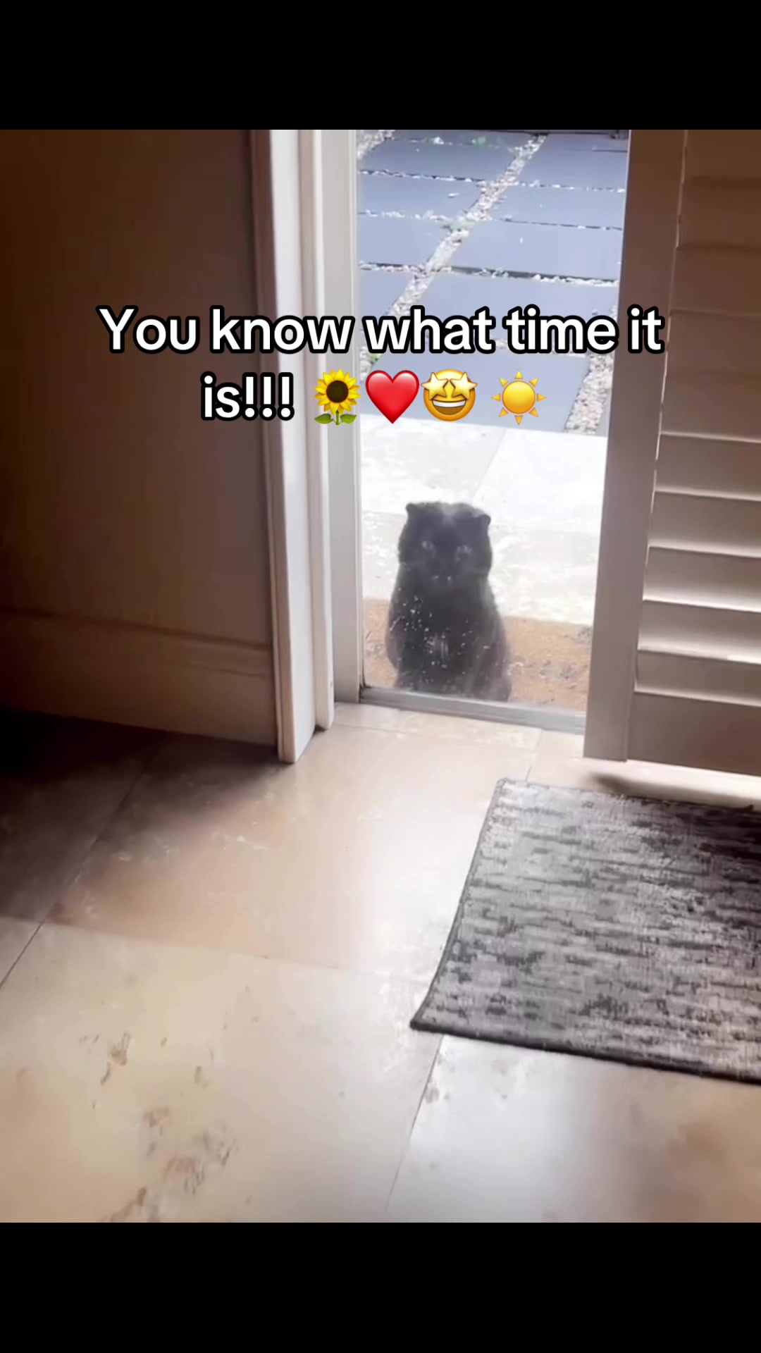 @Meow Meow