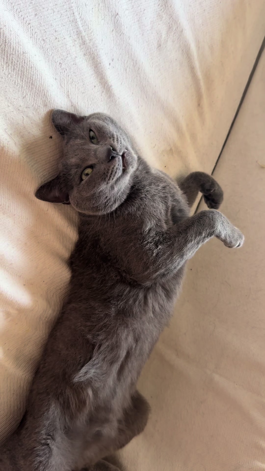 @Toby The Kitten