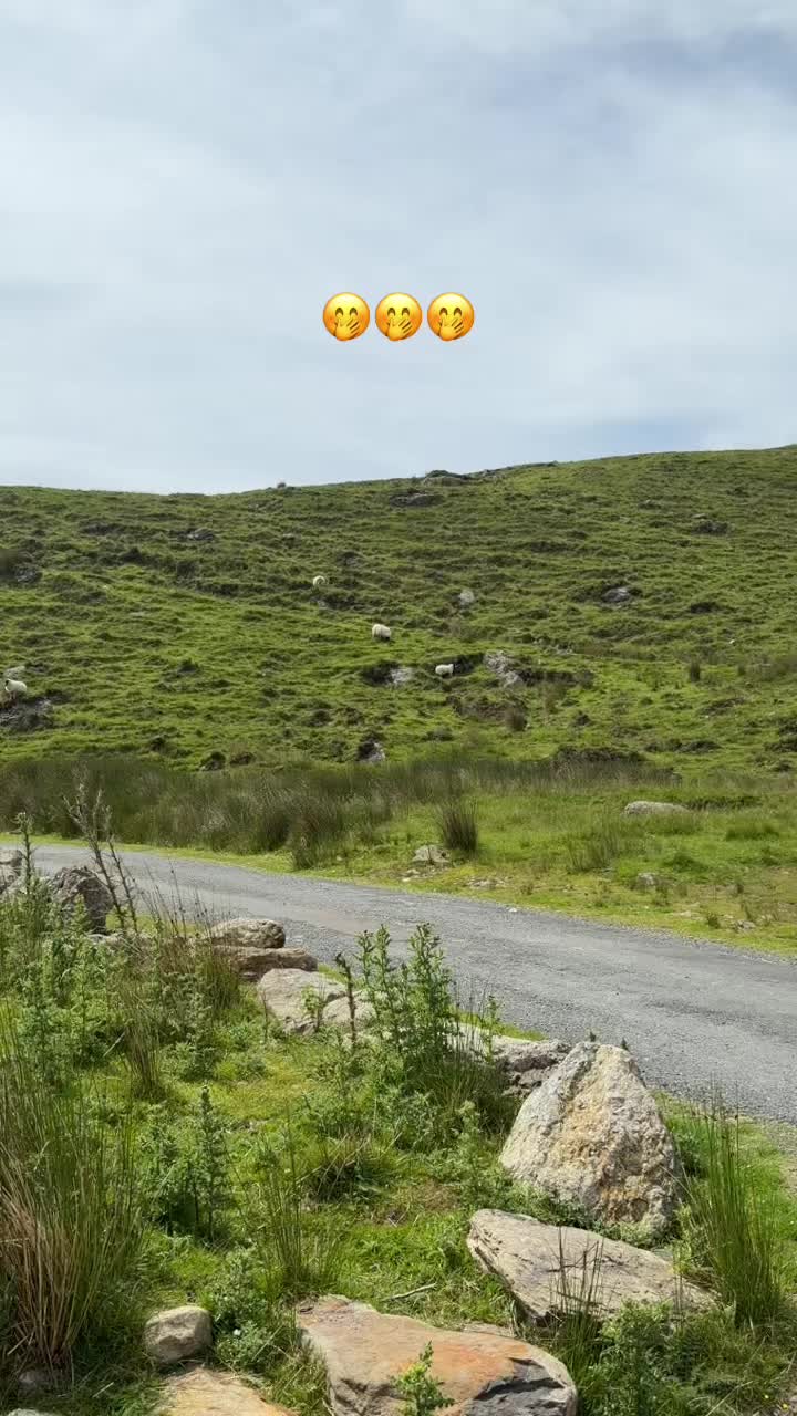 @🍊