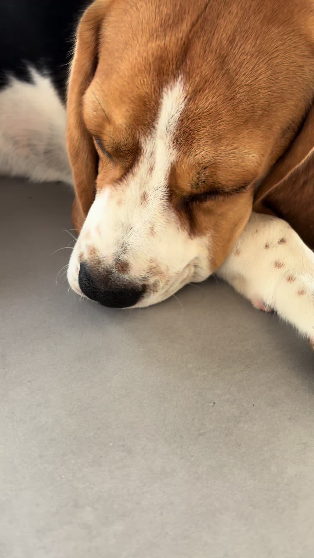 @Asko le Beagle💙